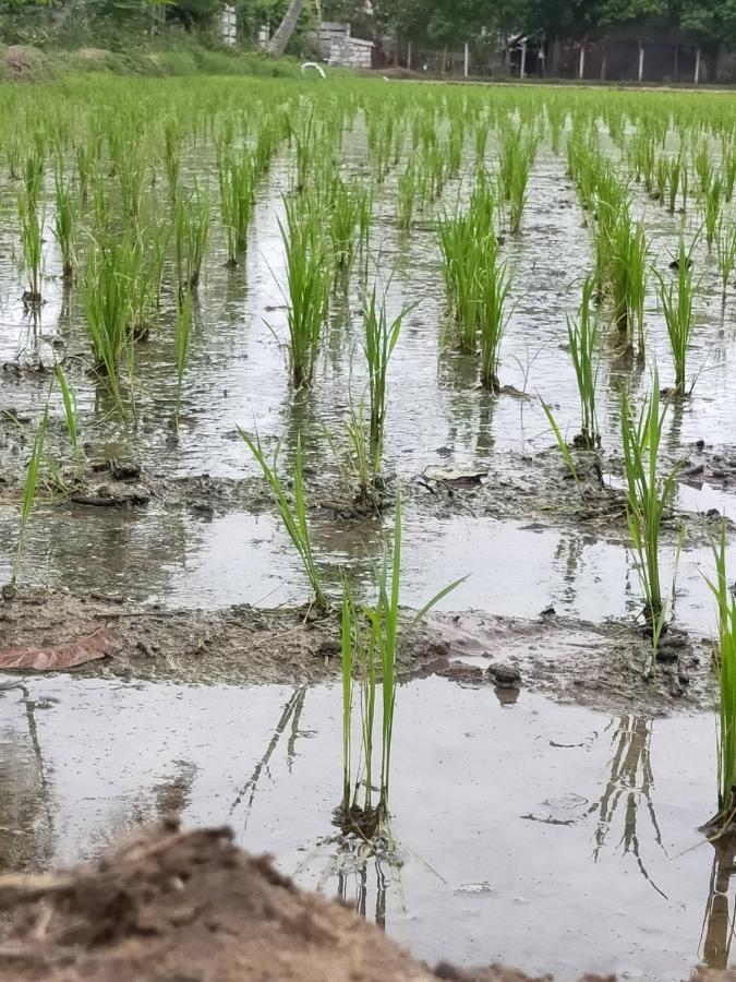 The Farm Crest, Ecr Kadallur Kuvattur Ngoại thất bức ảnh